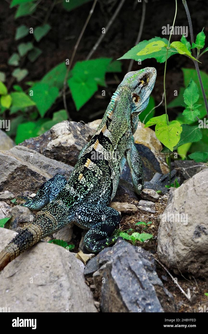 Grüner Leguan (Leguan Leguan), Nationalpark Rincon de la Vieja, Provinz Guanacaste, Costa Rica, Mittelamerika Stockfoto