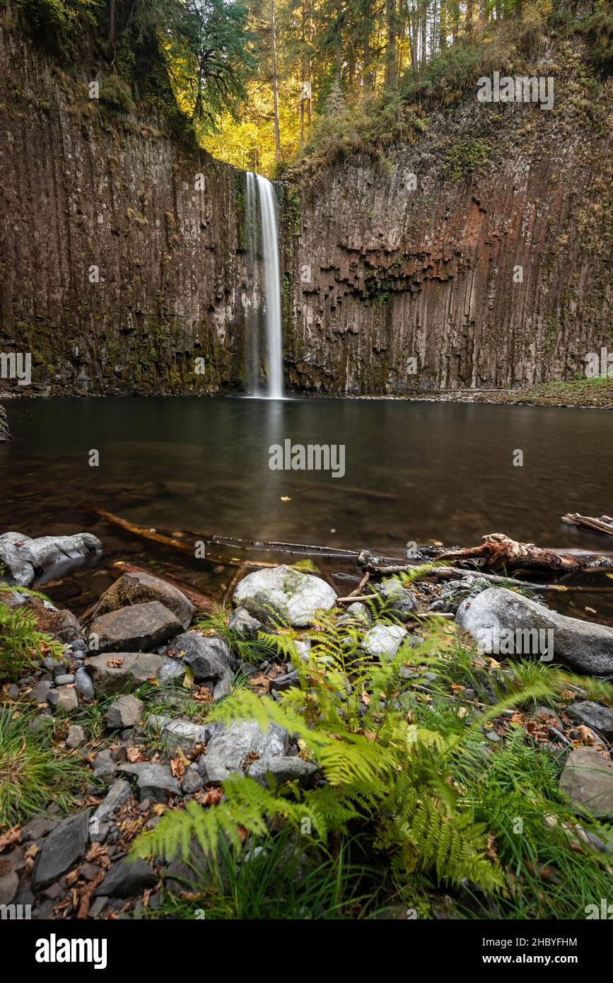 Wasserfall, Felswand mit Basaltsäulen, Farn am Ufer, Abiqua Falls, Oregon, USA Stockfoto