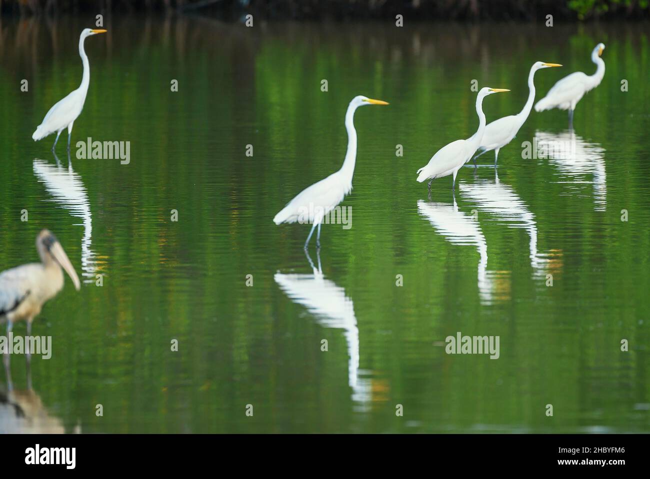 Große Weißreiher (Ardea alba) auf der Suche nach Nahrung in einem Teich, Sanibel Island, J.N. Ding Darling National Wildlife Refuge, Florida, USA Stockfoto