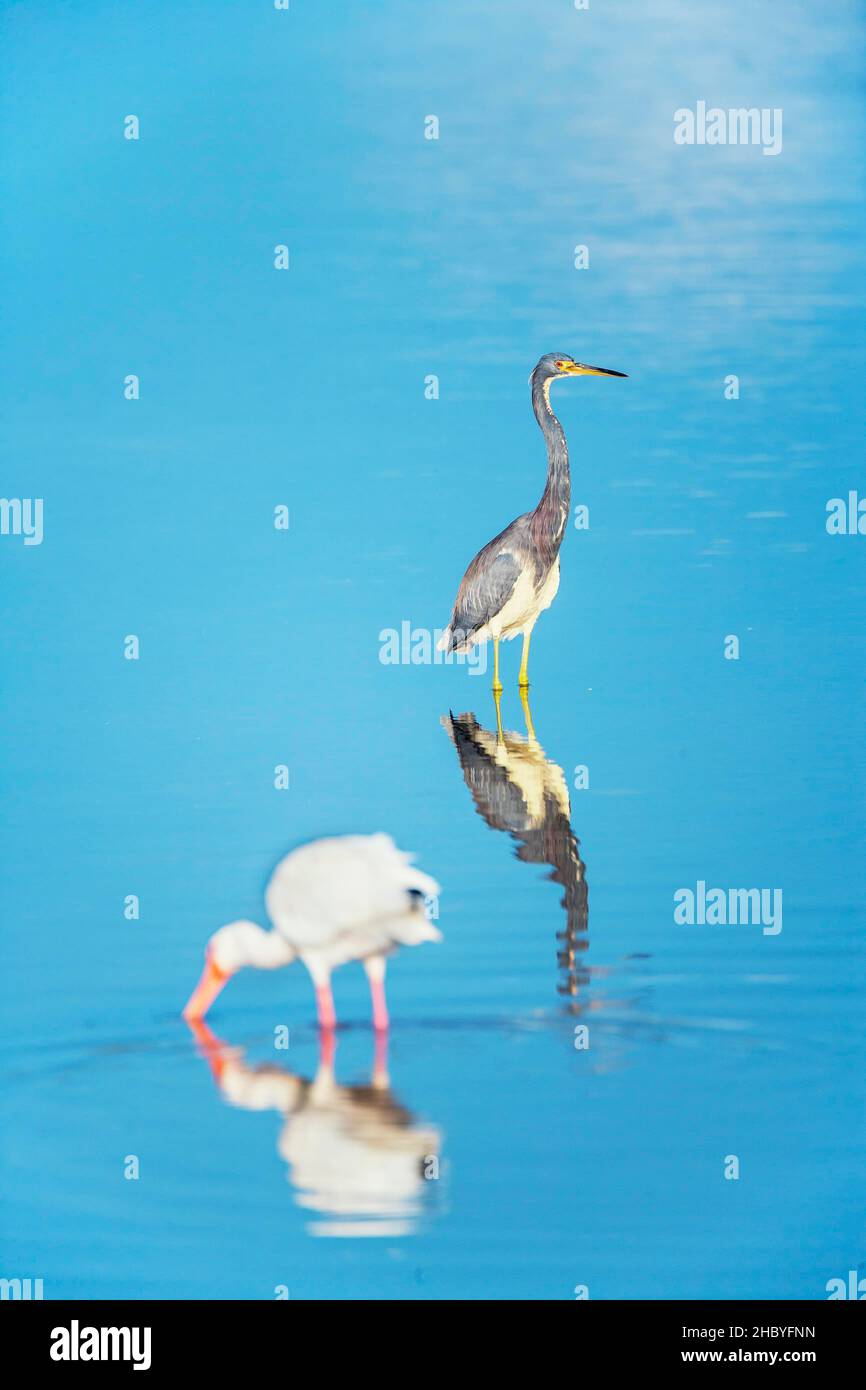 American white Ibis (Eudocimus albus) und Tricolored Reiher (Egretta tricolor) auf der Suche nach Nahrung, Sanibel Island, J.N. Ding Darling National Wildlife Stockfoto