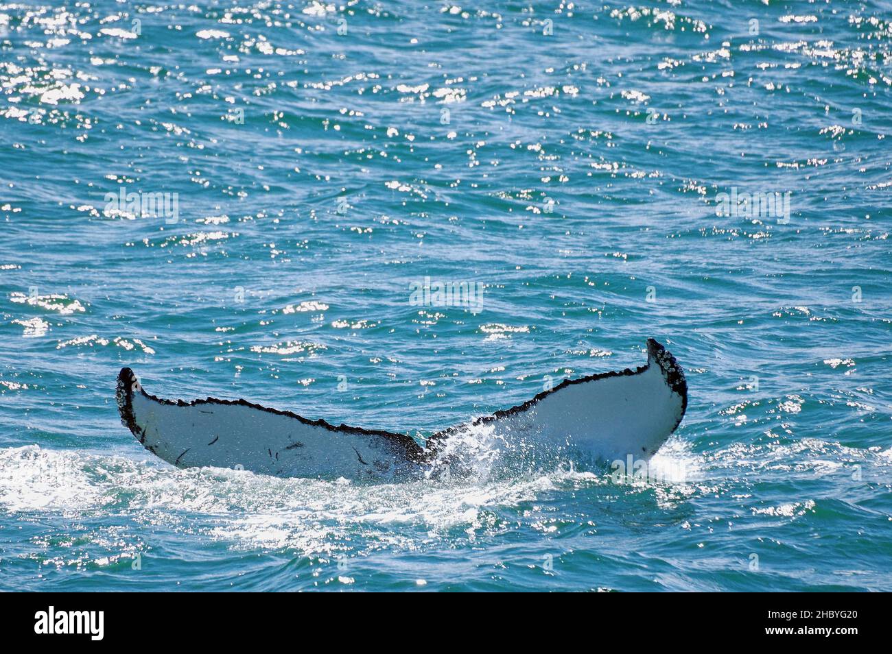 Fluke eines tauchenden Buckelwals, Akureyri, Evjyafjoerdur, Akureyri, Island Stockfoto
