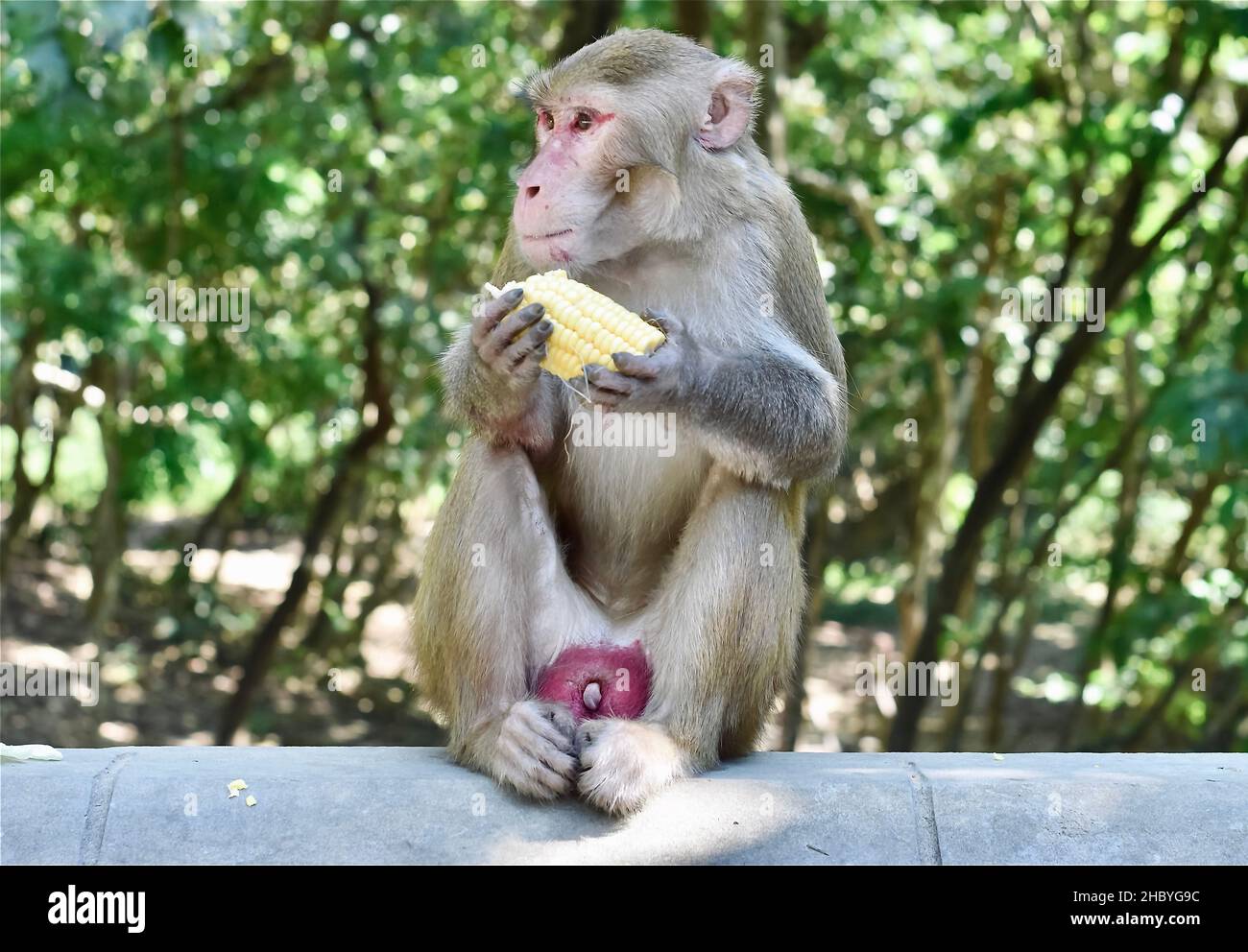 Ausgehungerte Rhesus-Makaken im Nationalpark in Yangon, Myanmar. Der Rhesus macaque ist eine der bekanntesten Arten von Affen der Alten Welt. Stockfoto