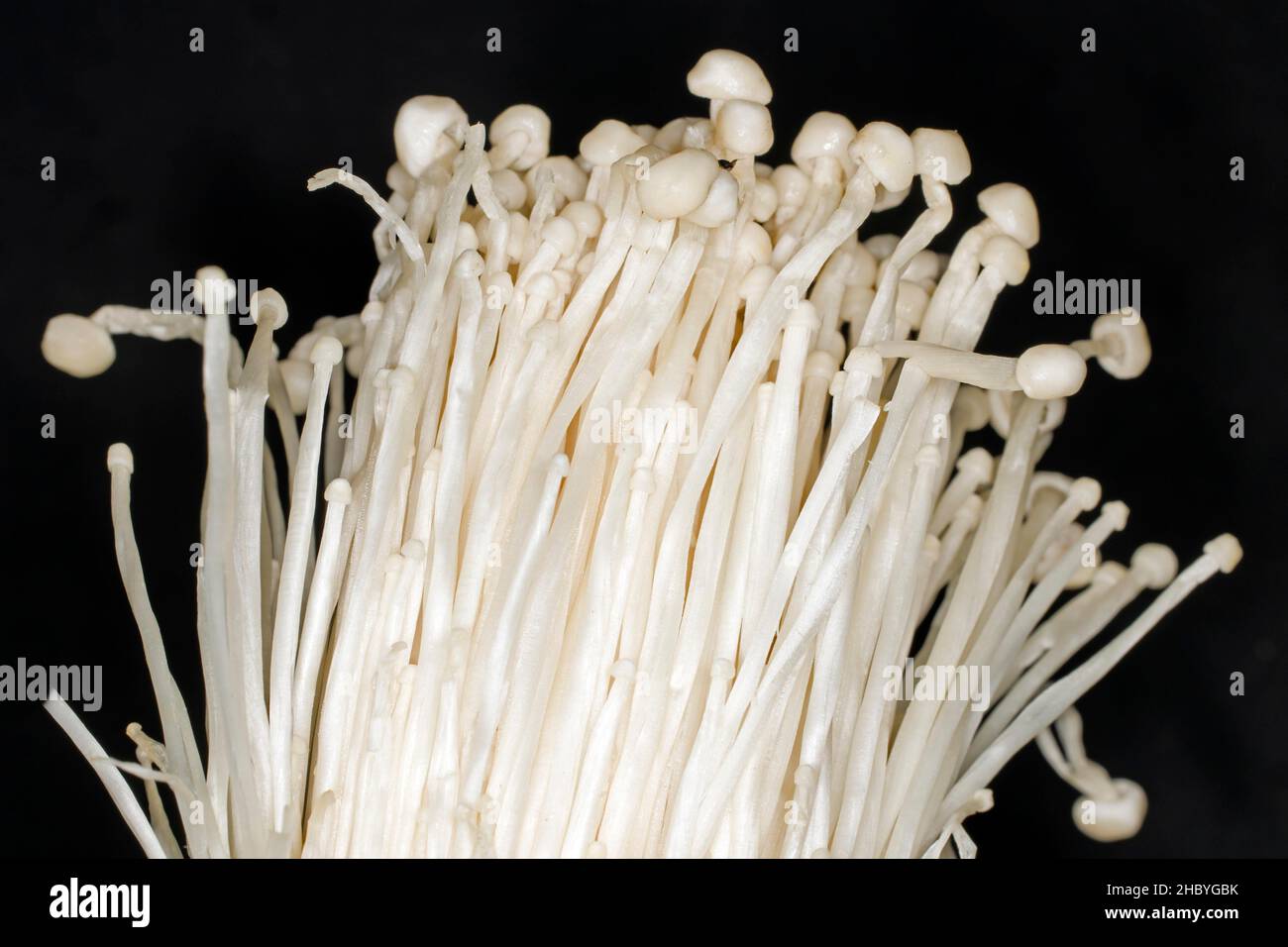 Essbarer Enoki-Pilz oder Flamulina (Flammulina velutipes) (SYN.: Collybia velutipes), Studiofoto mit schwarzem Hintergrund Stockfoto