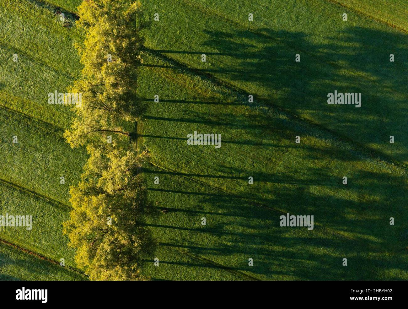 Drohnenbild, Laubbaumgruppe auf einer Wiese, die lange Schatten wirft, Mondseeland, Salzkammergut, Oberösterreich, Österreich Stockfoto