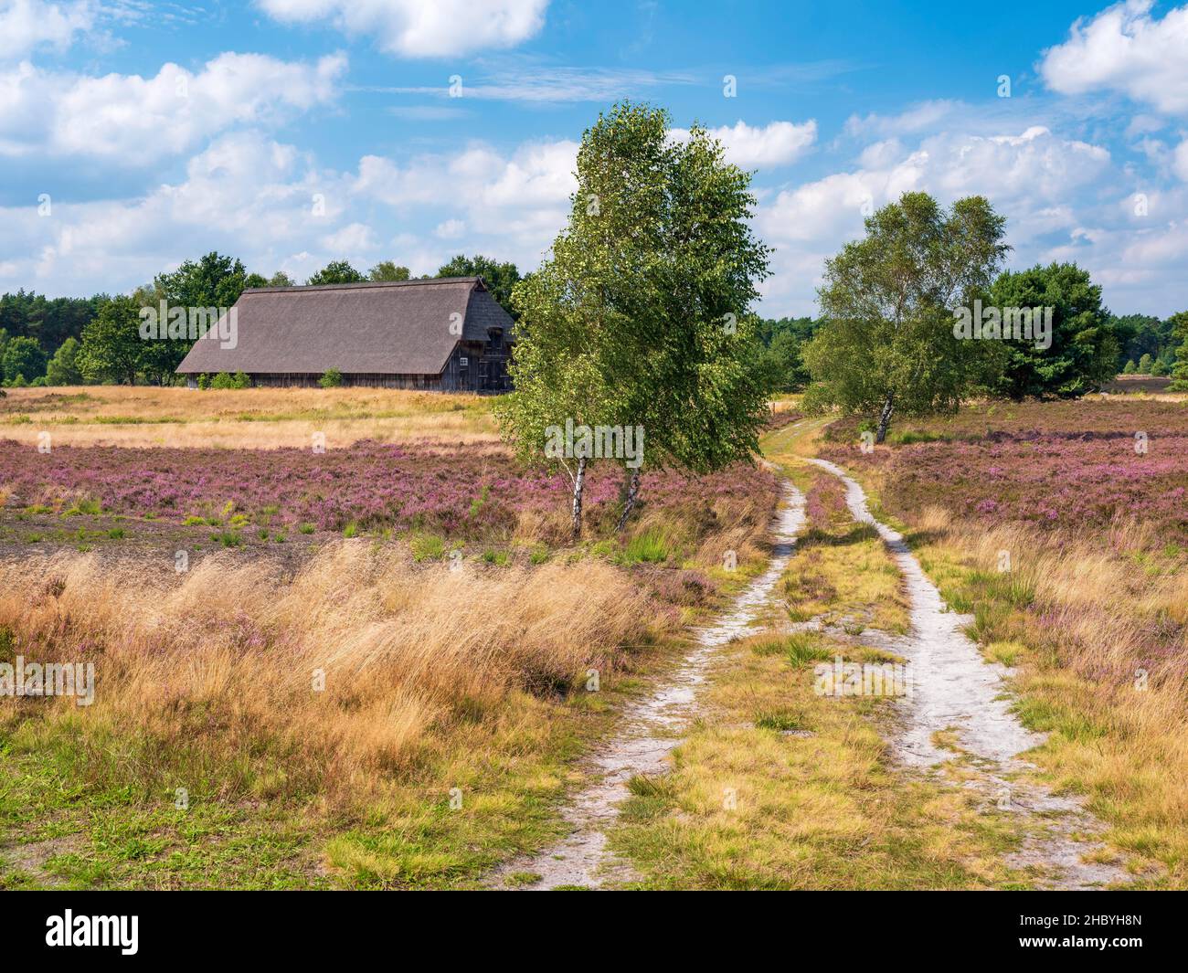 Wanderweg durch typische Heidenlandschaft mit altem Schafstall und blühender Heide, Lüneburger Heide, Niedersachsen, Deutschland Stockfoto