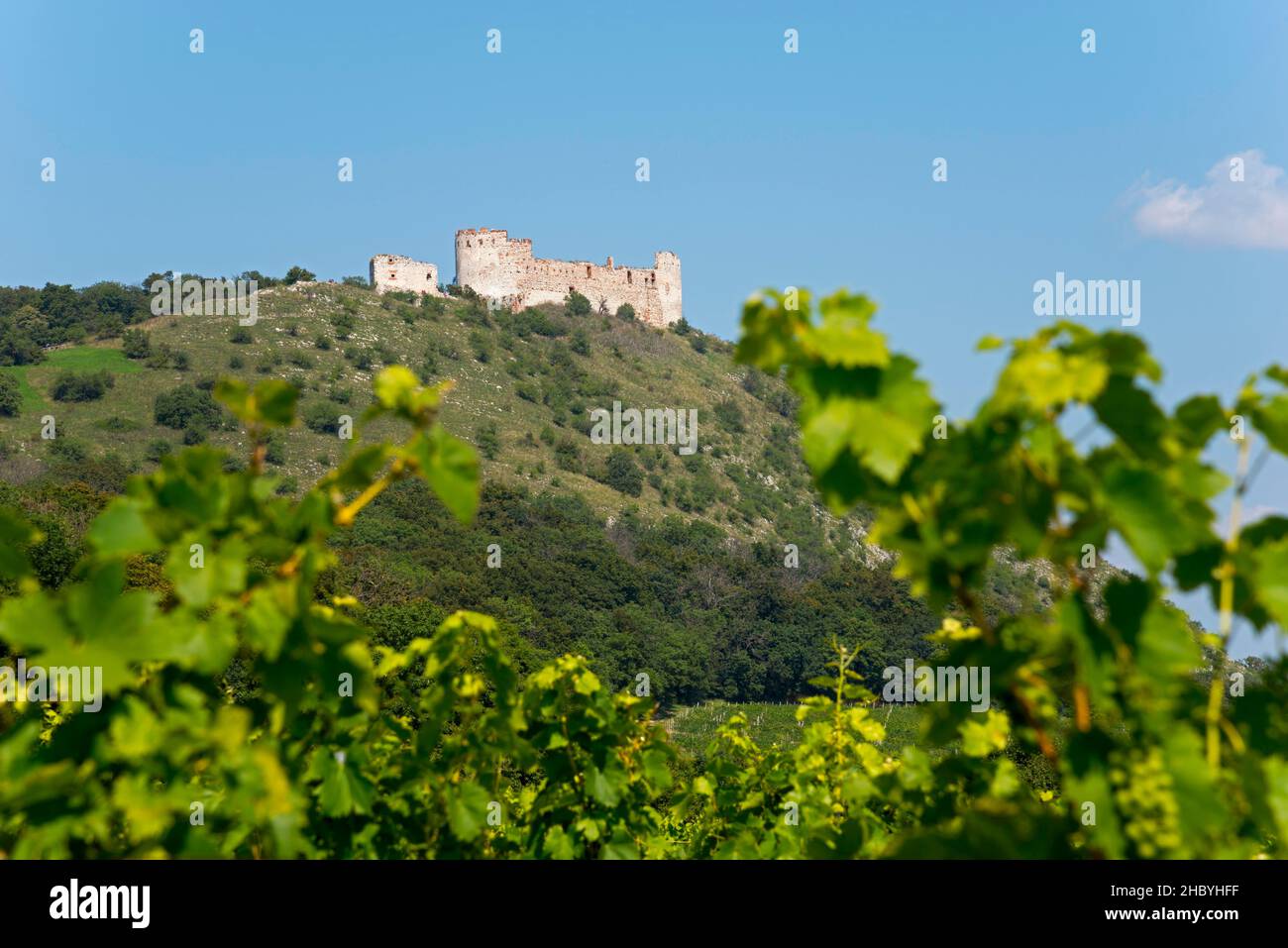 Burgruine Devicky, Maidenburg und Weinberg, Pavlov, Pollau, okres Breclav, Bezirk Lundenburg, Jihomoravsky kraj, Tschechische Republik Stockfoto