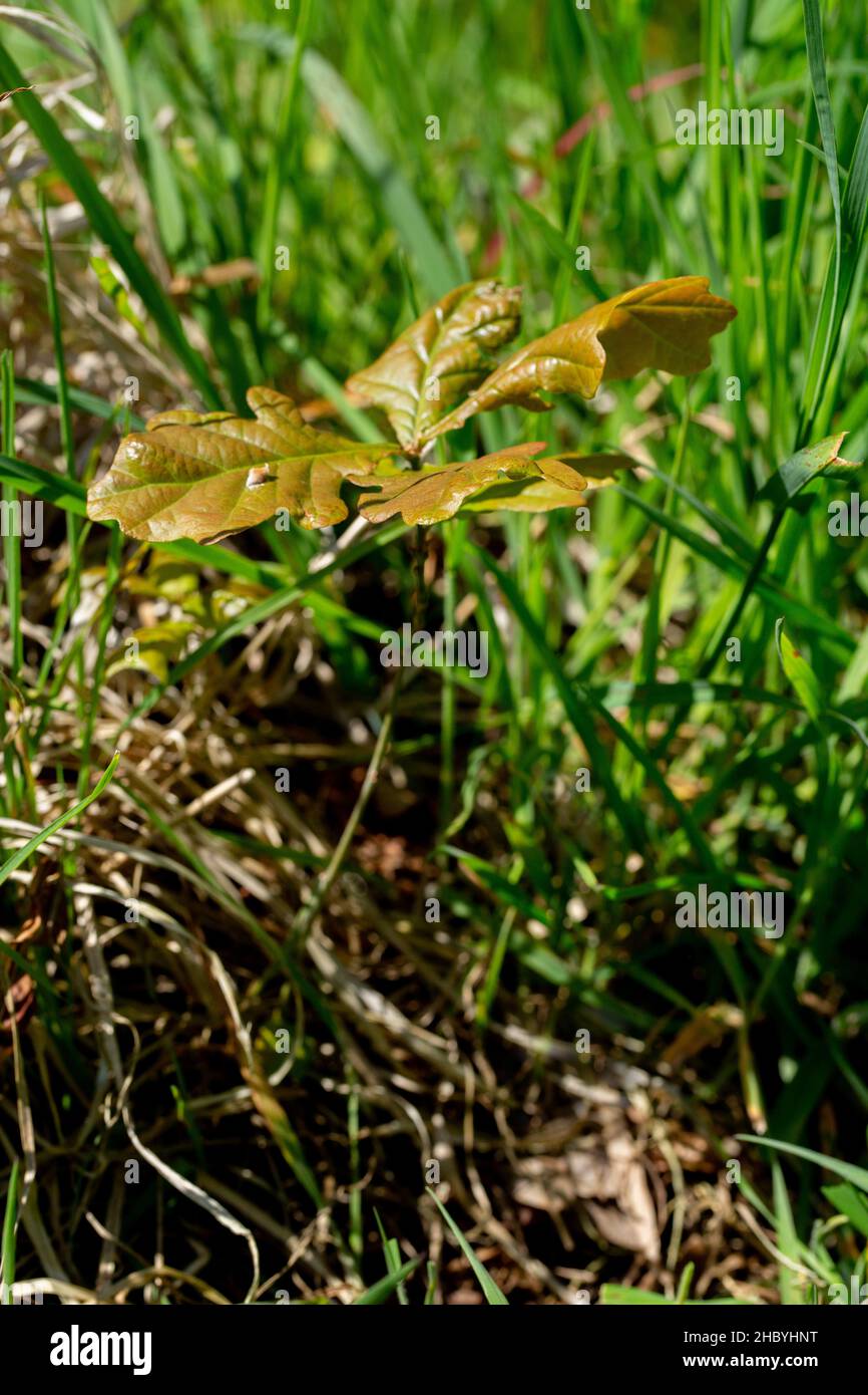 Englische Eiche (Quercus robur). Junge, durch Grünlandflora auftauchende Kröten, von Eichhörnchen oder Eichelhäher bestattete Eichel, Vorjahr, Stockfoto