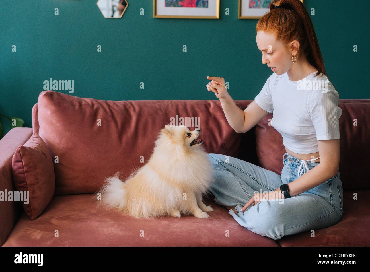 Attraktive weibliche Besitzerin, die hübschen weißen kleinen Spitz-Hund Befehl unterrichtet, um Pfote auf einem bequemen Sofa in der Wohnung mit moderner Einrichtung zu geben. Stockfoto