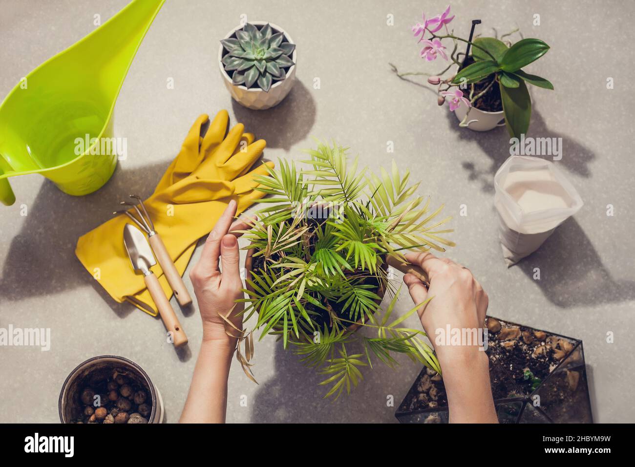 Der Prozess der Transplantation einer Zimmerpflanze Chamaedorea elegans in einen geräumigen Topf. Die Hände der Frauen kümmern sich um die Heimpflanzen. Draufsicht flach liegend Stockfoto