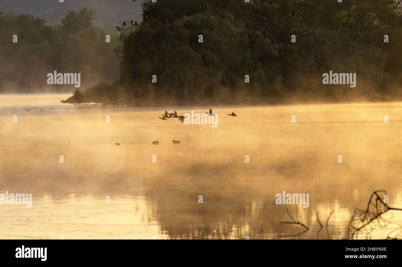 Spade Eiche nebligen Sonnenaufgang Stockfoto