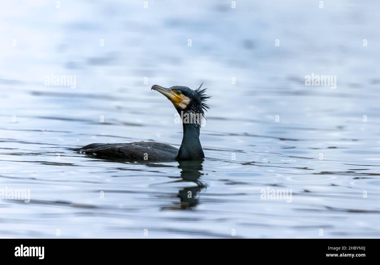 Kormoran aus nächster Nähe schwimmt auf dem Wasser Stockfoto