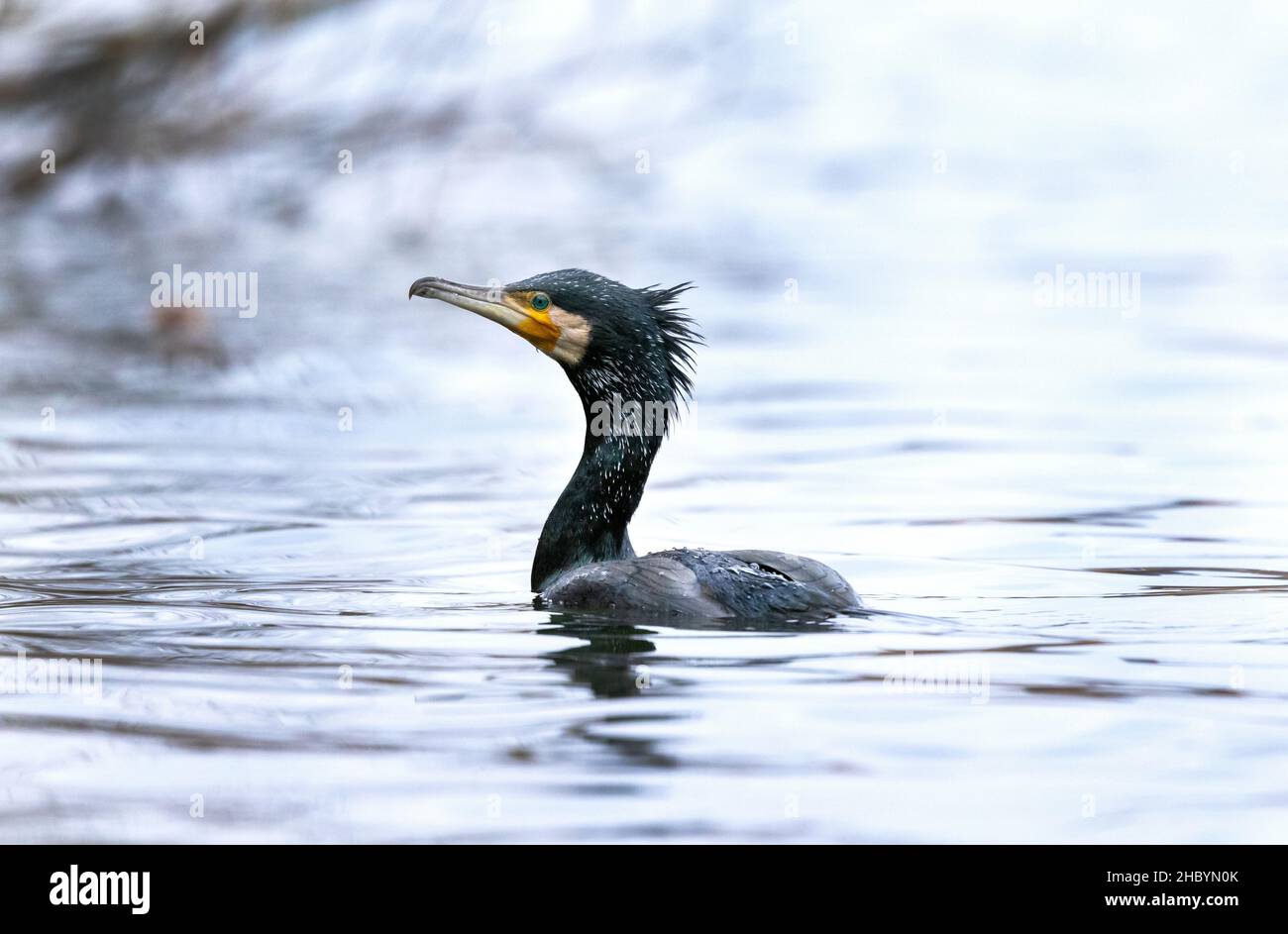 Kormoran aus nächster Nähe schwimmt auf dem Wasser Stockfoto