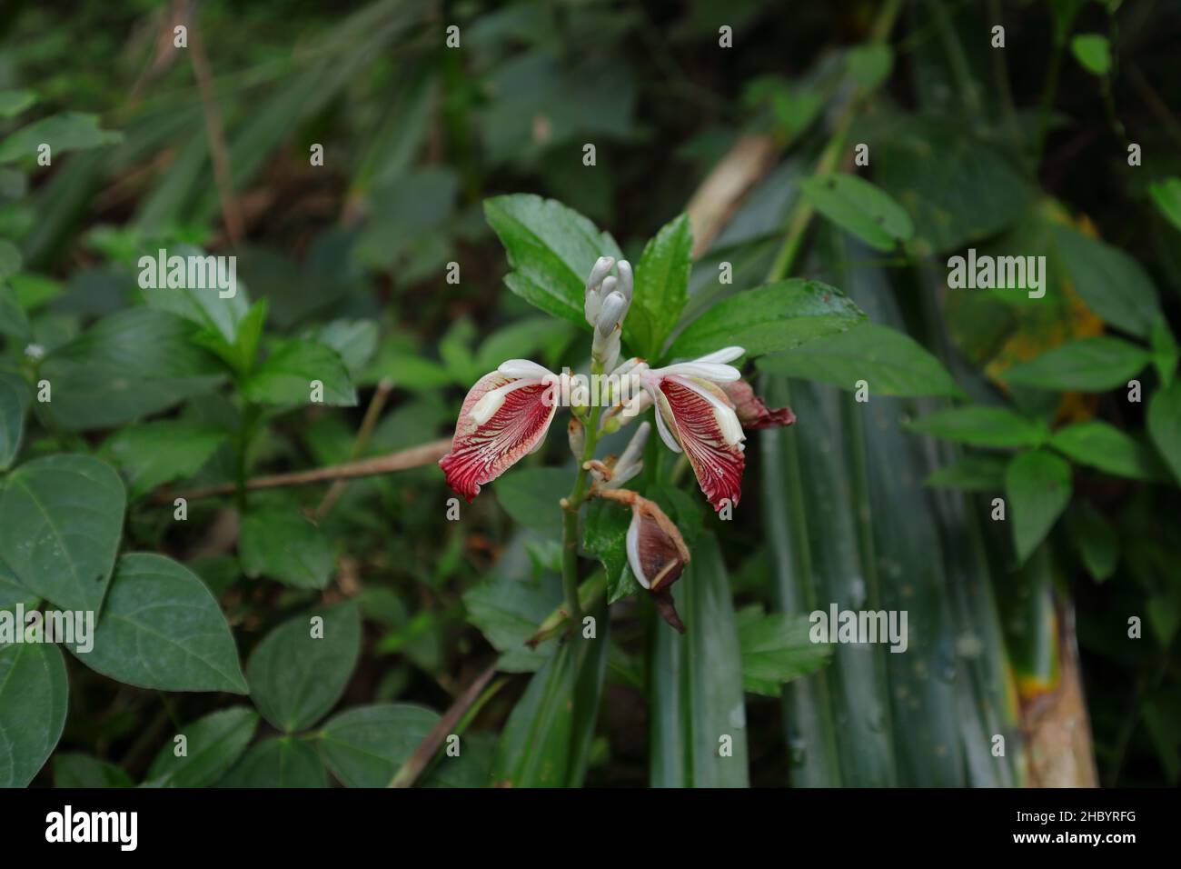 Nahaufnahme eines Snap Ginger- oder indischen Ingwer-Blütenstands (Alpinia calcarata) mit zwei blühenden Blüten Stockfoto