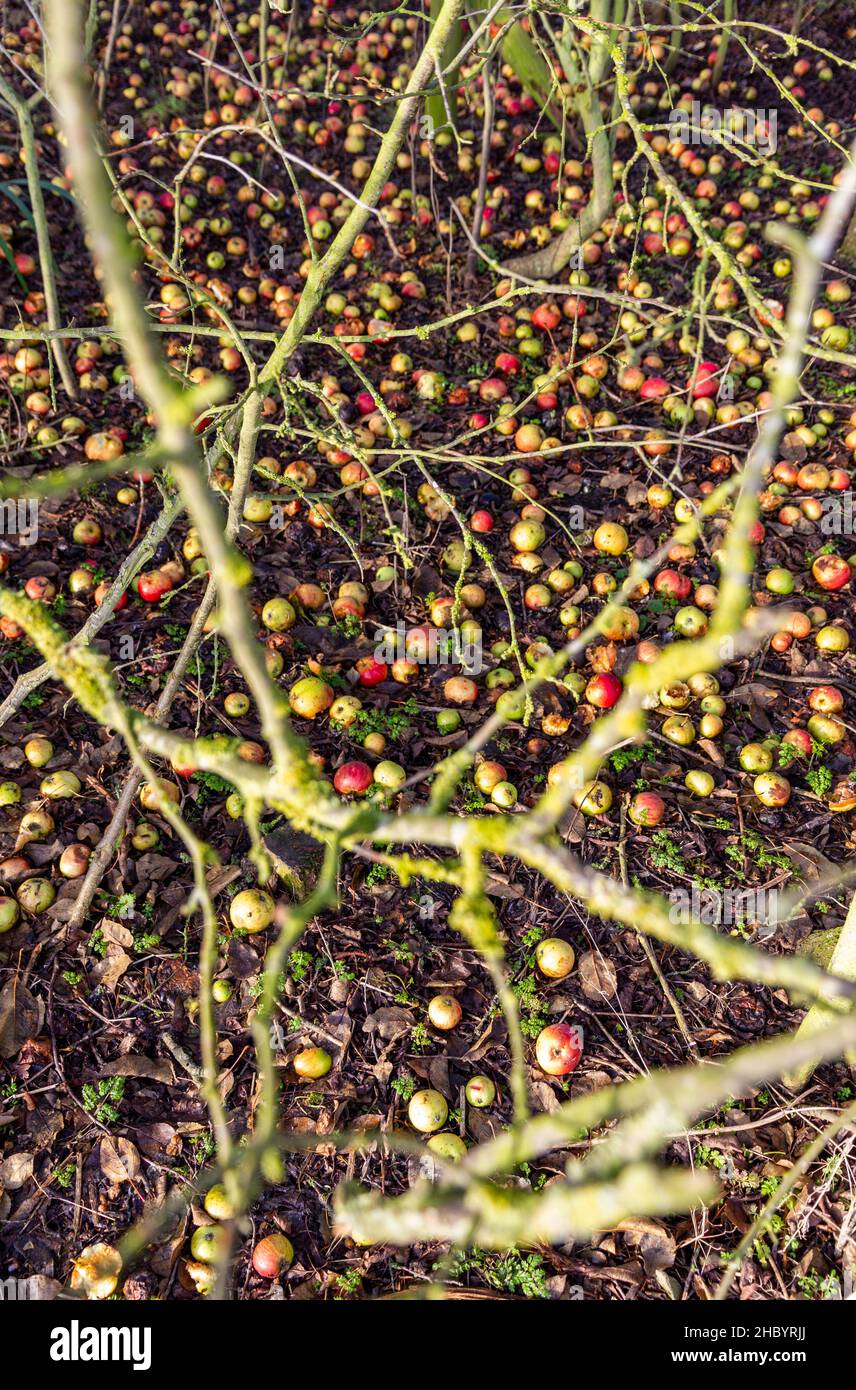 Winter Windfall Äpfel Cambridgeshire Stockfoto