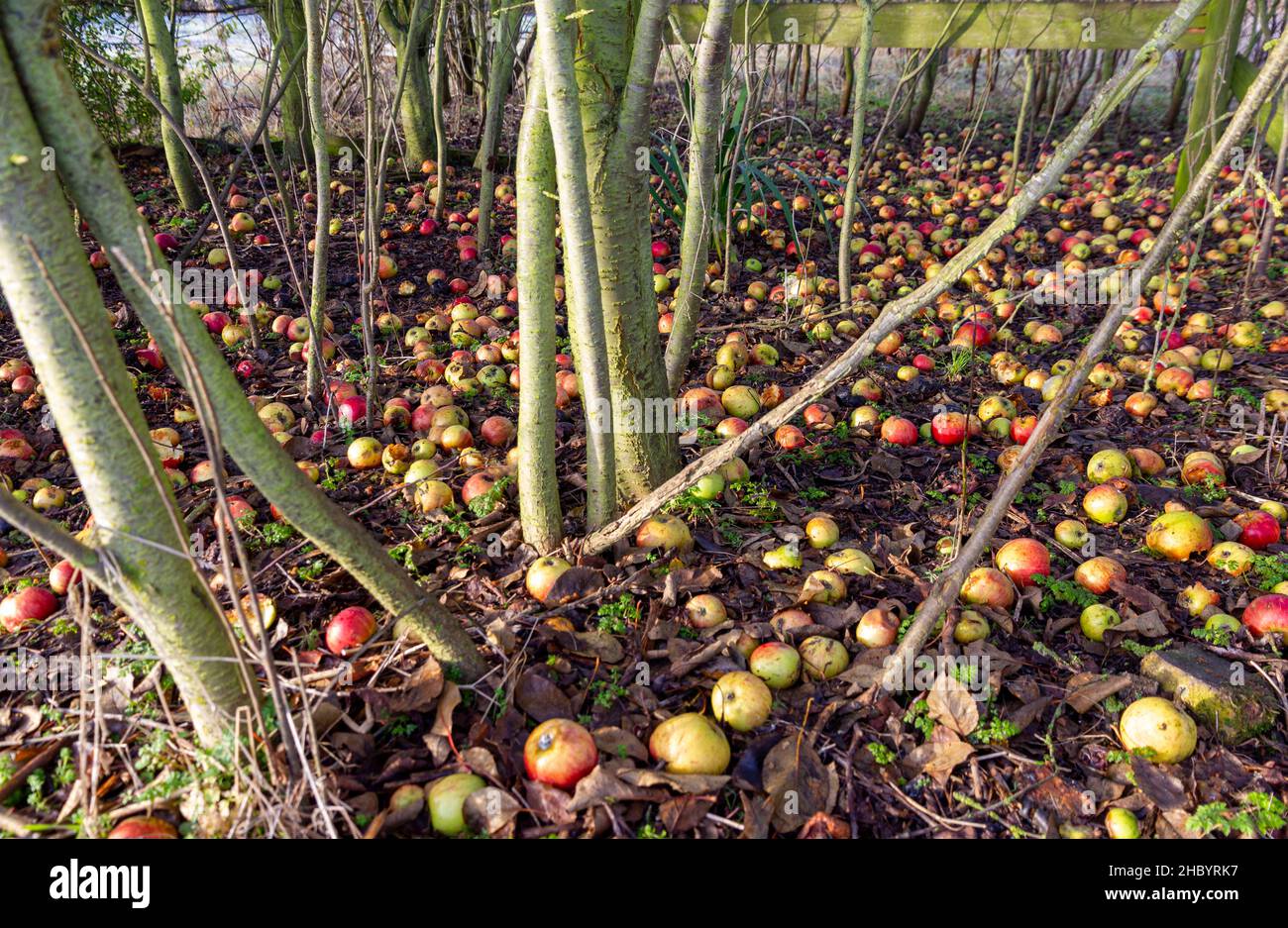 Winter Windfall Äpfel Cambridgeshire Stockfoto