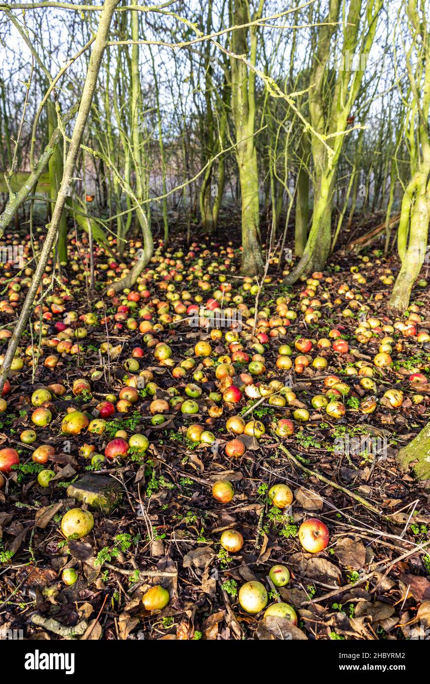 Winter Windfall Äpfel Cambridgeshire Stockfoto