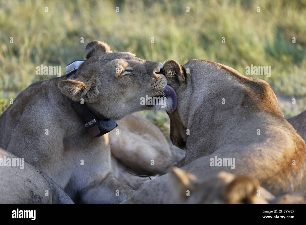 Begegnung mit Löwenrudel am frühen Morgen Stockfoto