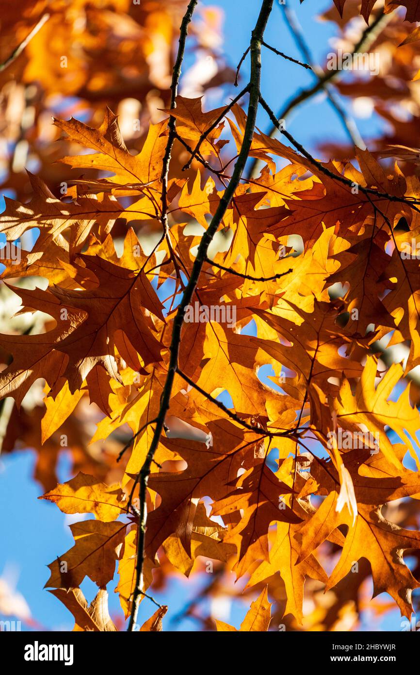 Nahaufnahme von braunen goldenen Herbsteichenblättern auf Ästen und Zweigen in direkter Sonneneinstrahlung und blauem Himmel im Hintergrund. Stockfoto