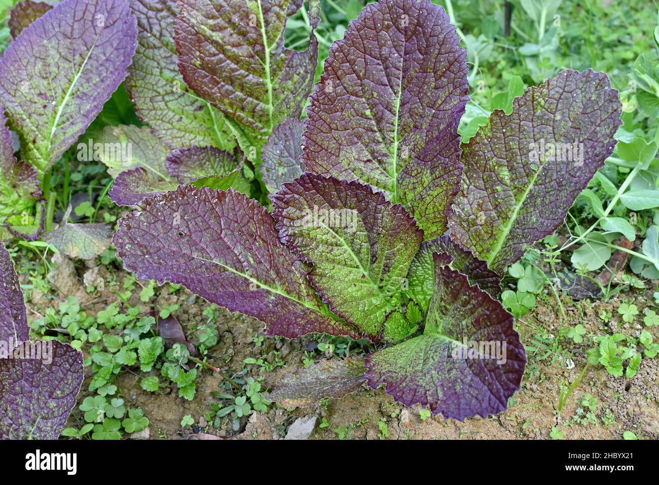 Nahaufnahme der lila grün reifen Spinatpflanze in der Farm über unscharf grün braunen Hintergrund. Stockfoto