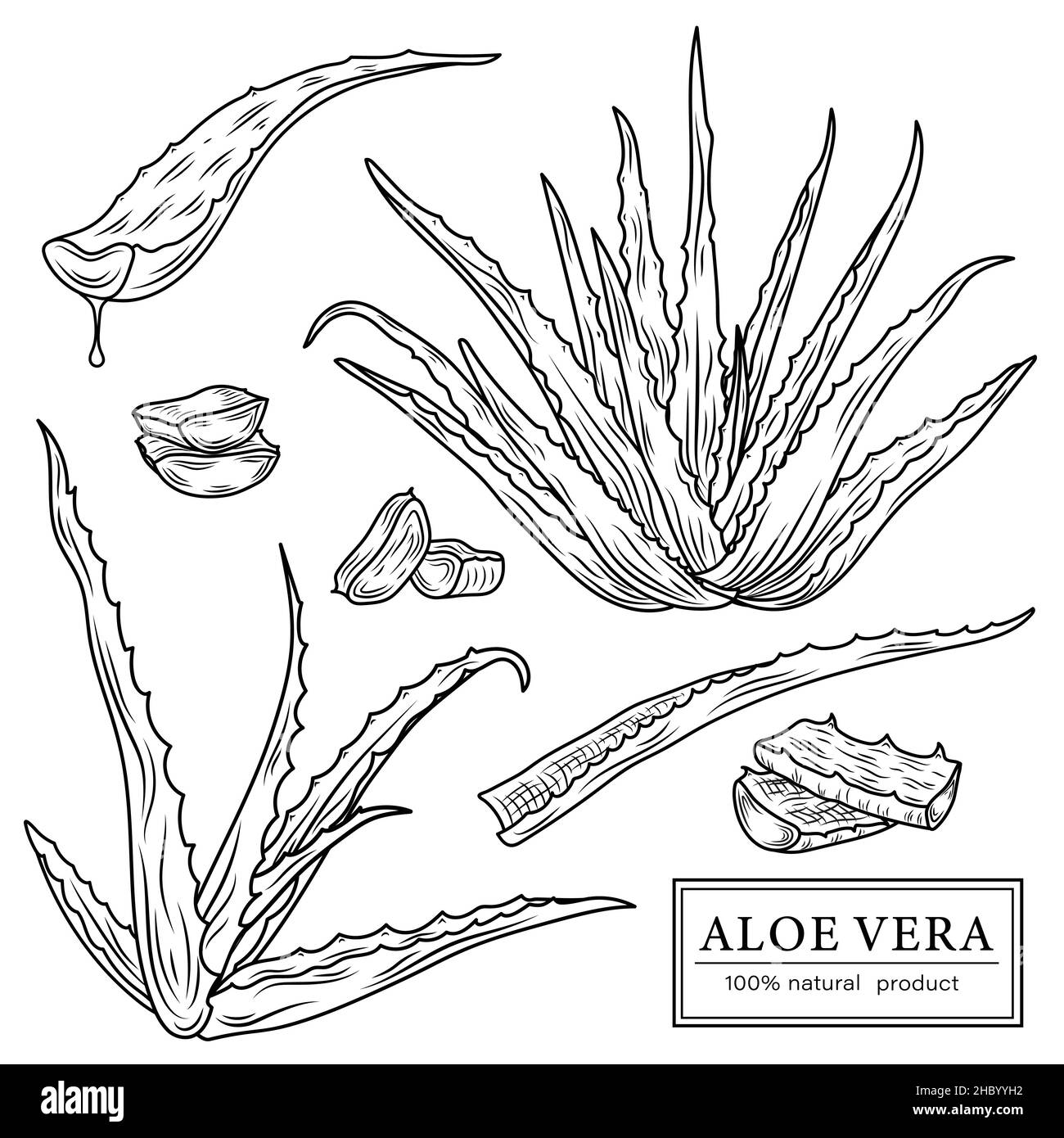 Skizze von Aloe Vera Elementen. Vektor-Silhouetten der botanischen Pflanze. Realistische Symbole setzen Verwendung für ein Logo, Label-Erstellung, kosmetische Produkte. Stock Vektor