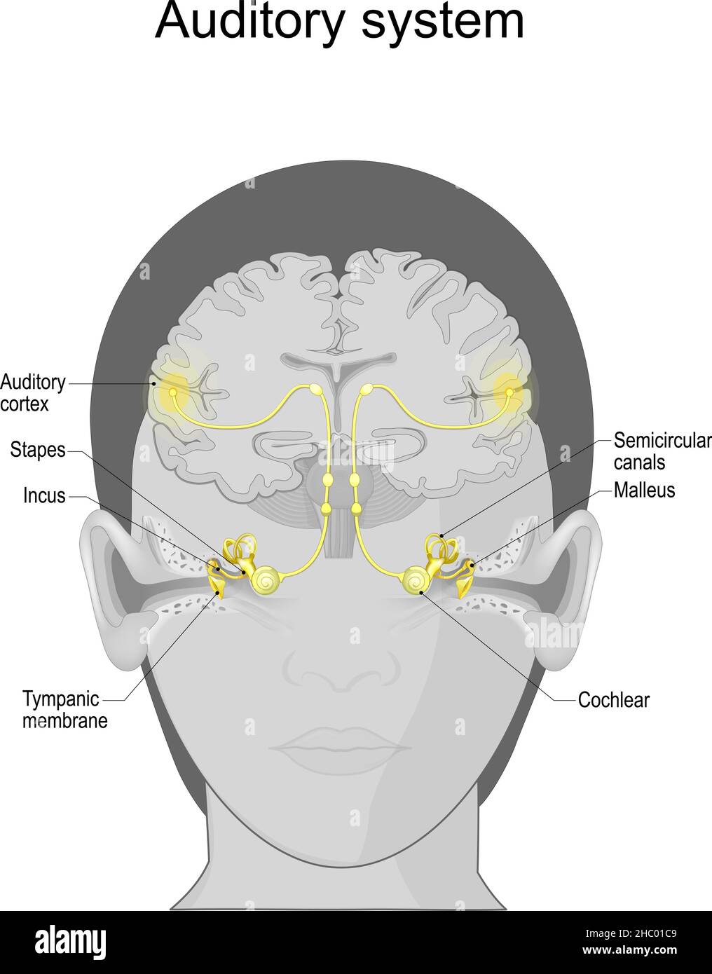 Hörsystem von der Tympanic Membran und Cochlea im Ohr bis zum auditorischen Kortex im Gehirn. Sensorisches System für den Hörsinn. Anatomie Stock Vektor