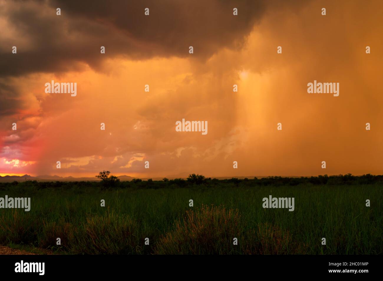 Arizona Grasland mit dramatischem Monsunhimmel bei Sonnenuntergang Stockfoto