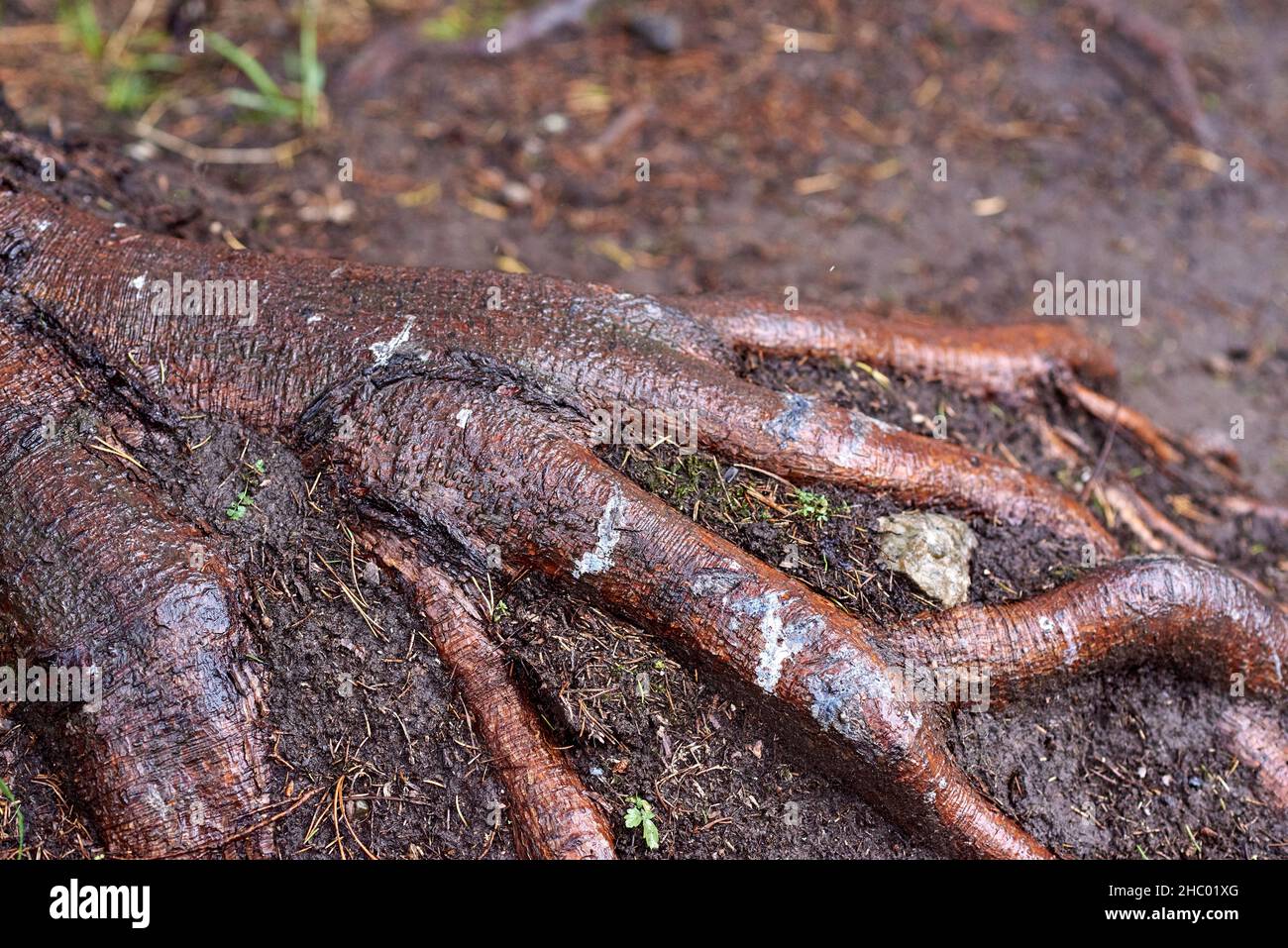 Der Teil des Wurzelsystems eines Baumes, der unter dem Boden hervorgekommen ist. Es sieht aus wie ein Hühnerbein. Stockfoto