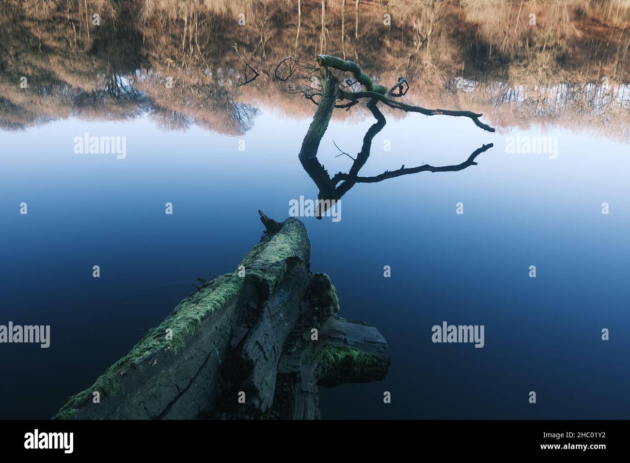 Gefallener Baum, der im noch kalten Wasser im See auf einem Wintermorgen liegt, einsame Gefühle der Leere Stockfoto