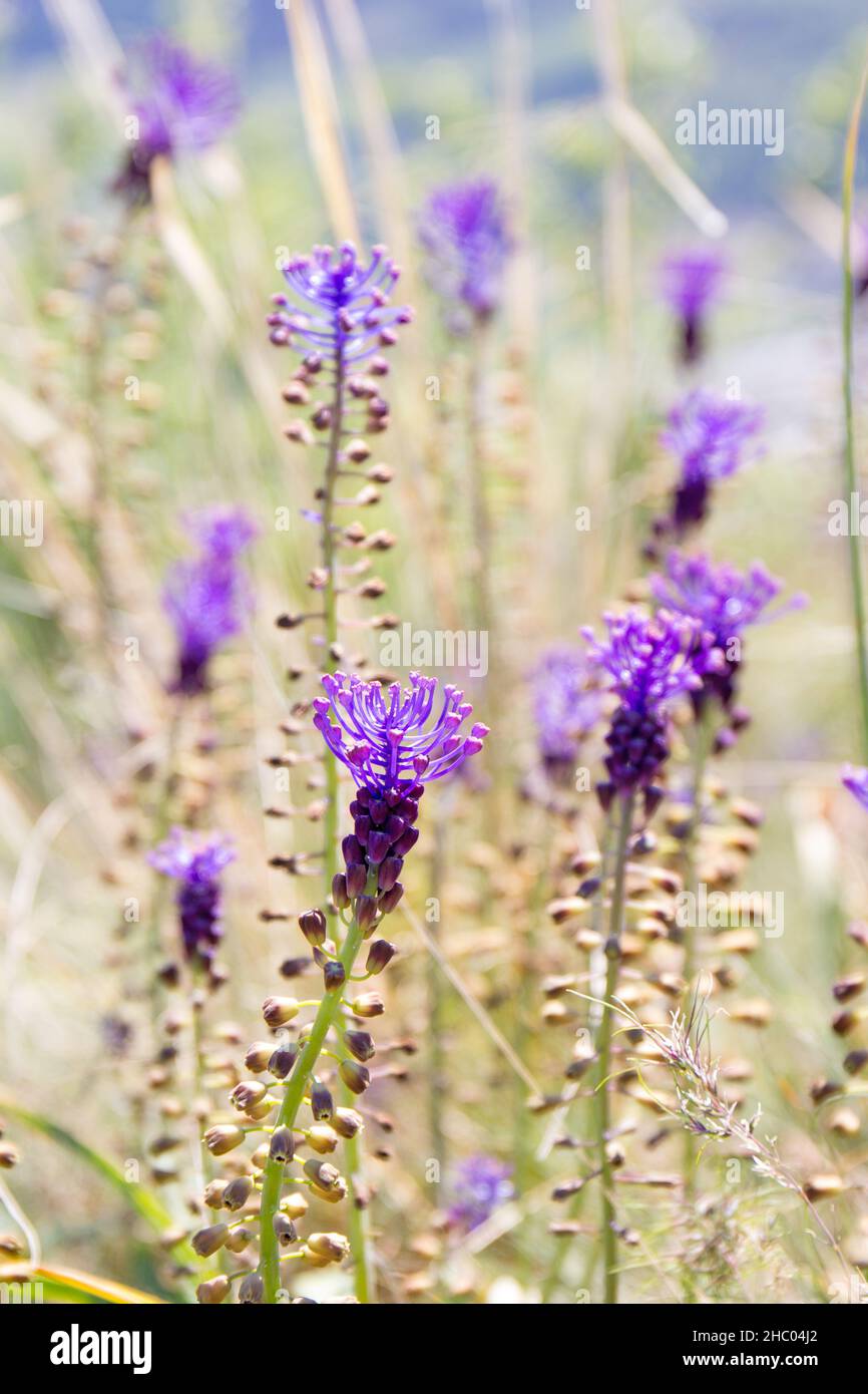Wildblumen-Quasten-Hyazinthe oder Quasten-Traubenhyazinthe (Muscari comosum, Leopoldia comosa) Stockfoto