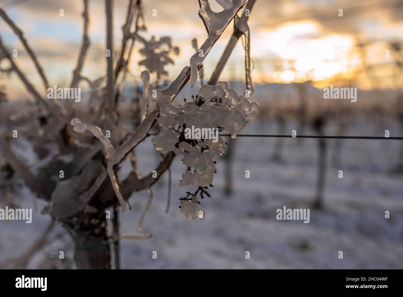 Durchscheinende gefrorene Trauben, die von der untergehenden Sonne beleuchtet werden. Orangefarbener Himmel im Hintergrund. Foto als Wandbild für Winzer geeignet. Stockfoto