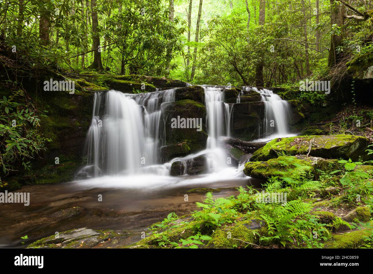 Rhododendron Creek im Great Smoky Mountains NP Stockfoto
