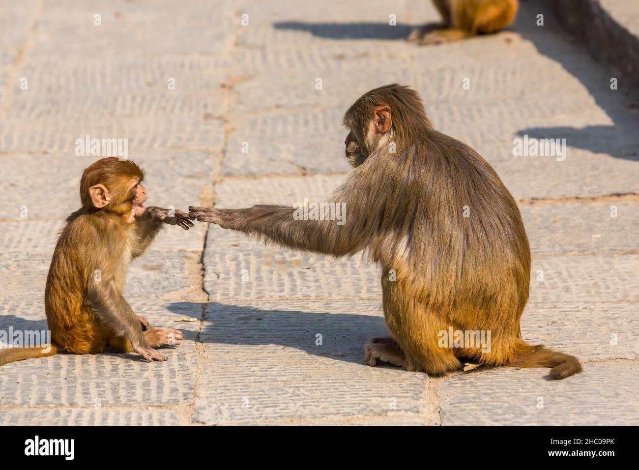 Eine Mutter und ein Baby, Rhesus macaque, berühren die Hände im Pashupatinath-Tempelkomplex in Kathmandu, Nepal. Stockfoto