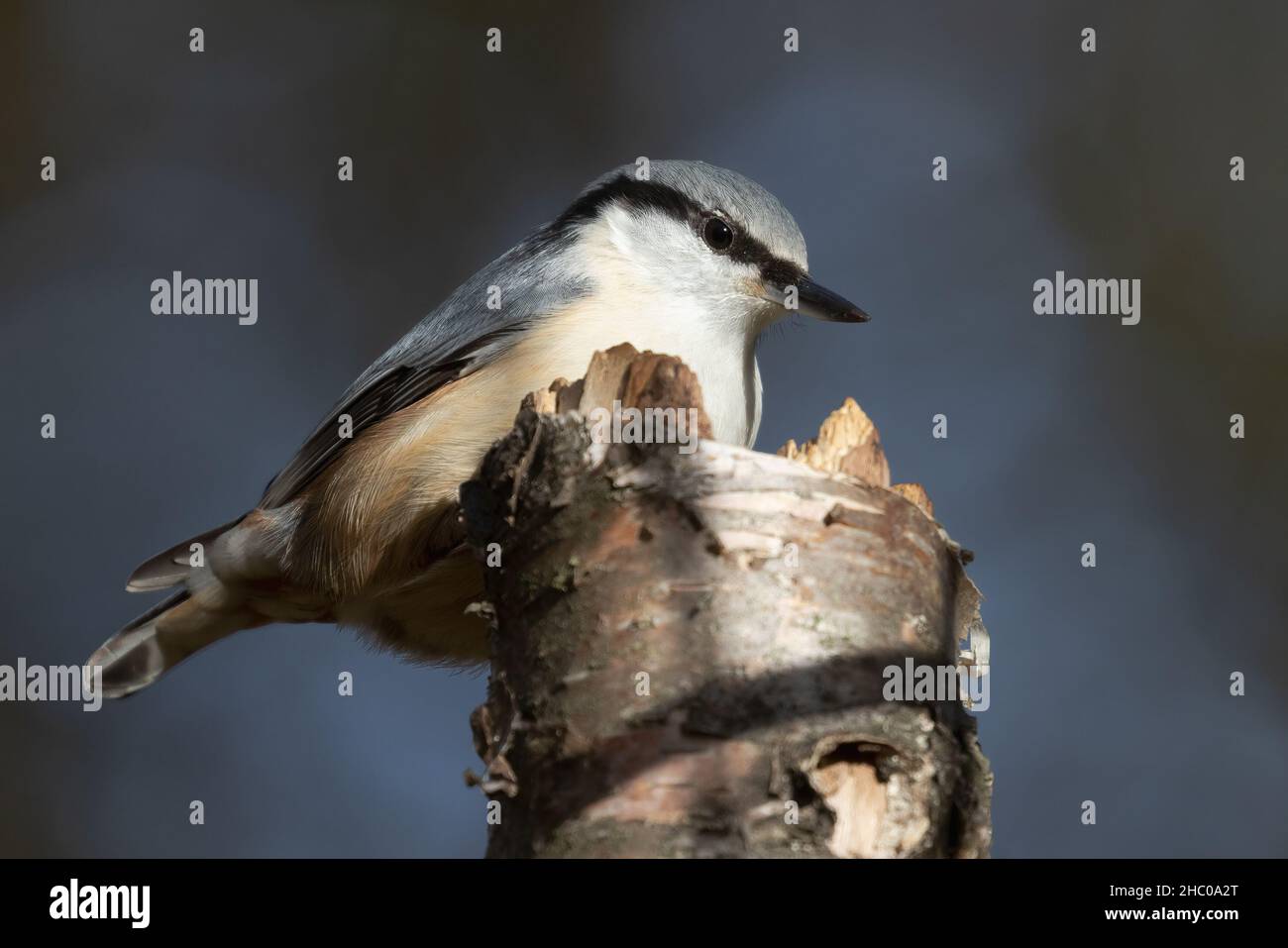 Eurasische Kleiber Stockfoto