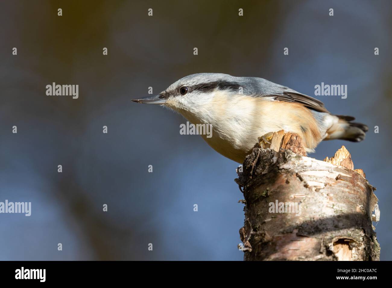 Eurasische Kleiber Stockfoto