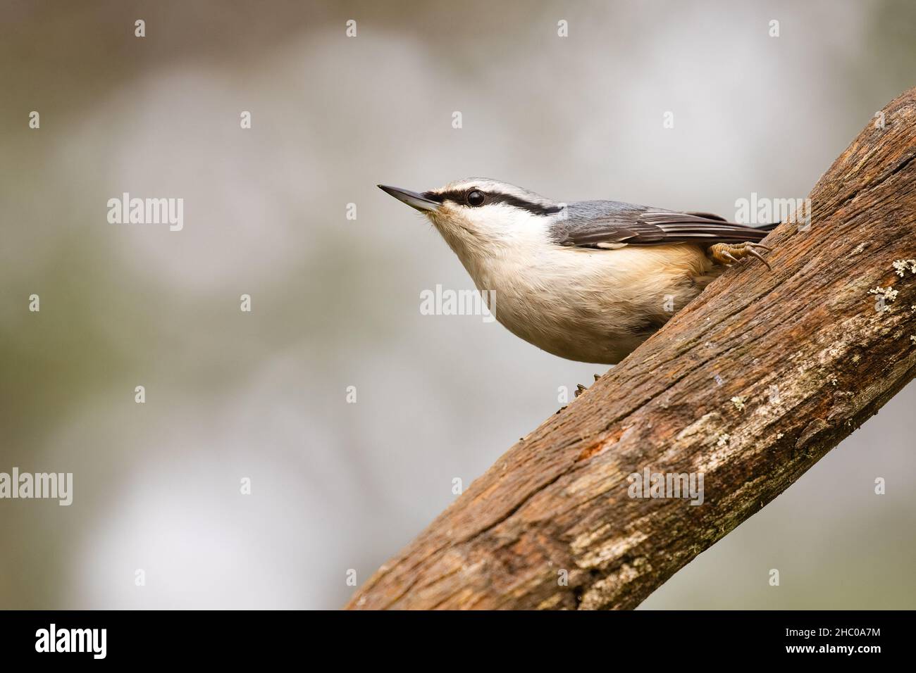 Eurasische Kleiber Stockfoto
