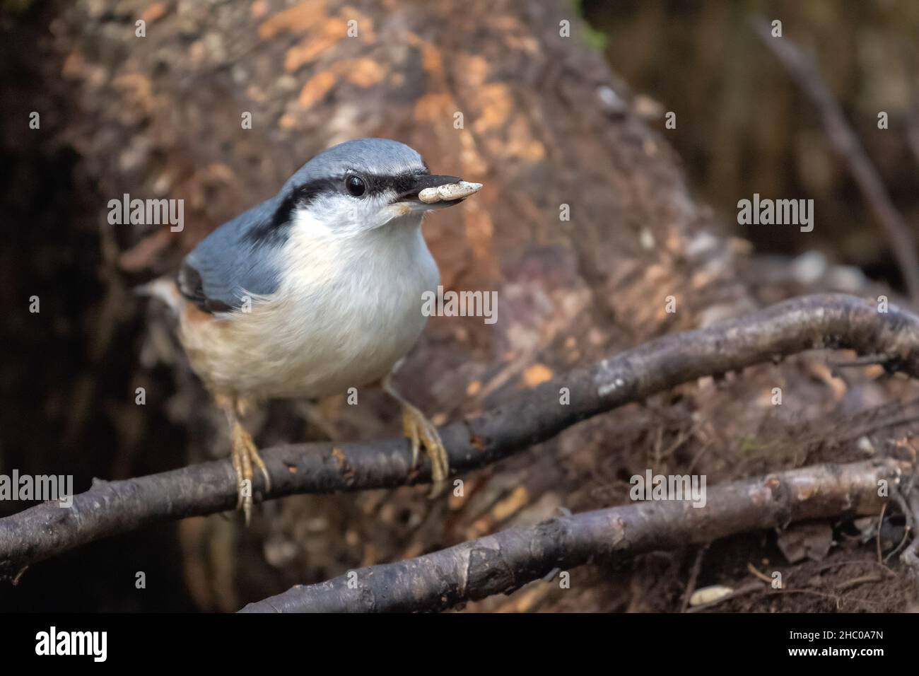 Eurasische Kleiber Stockfoto