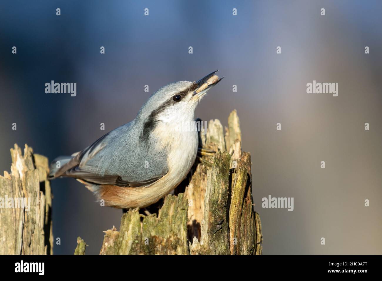 Eurasische Kleiber Stockfoto