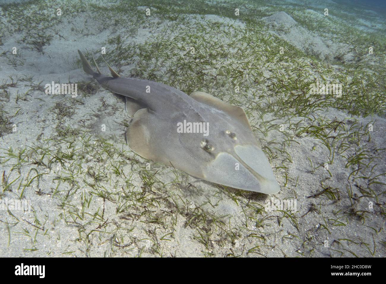 Halavi-Gitarrenfisch (Glaucostegus halavi) auf dem Meeresboden. Guitar-Hai-Fisch. Stockfoto