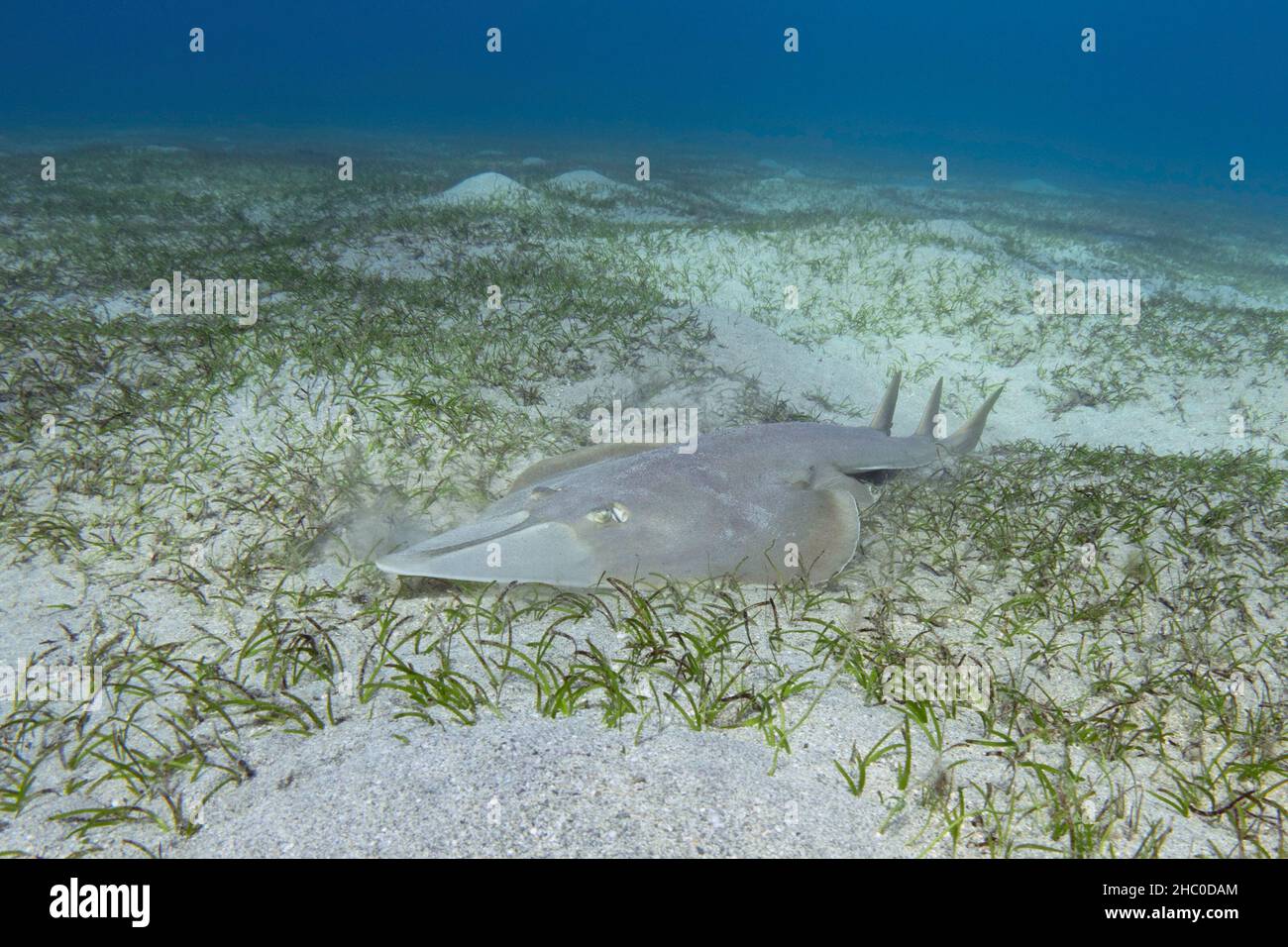 Halavi-Gitarrenfisch (Glaucostegus halavi) auf dem Meeresboden. Guitar-Hai-Fisch. Stockfoto
