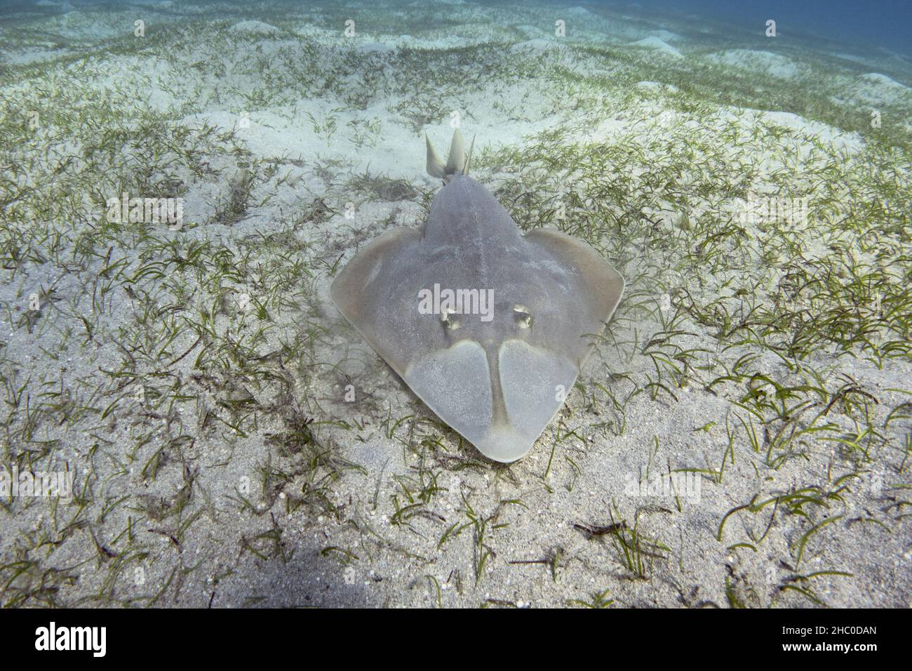 Halavi-Gitarrenfisch (Glaucostegus halavi) auf dem Meeresboden. Guitar-Hai-Fisch. Stockfoto
