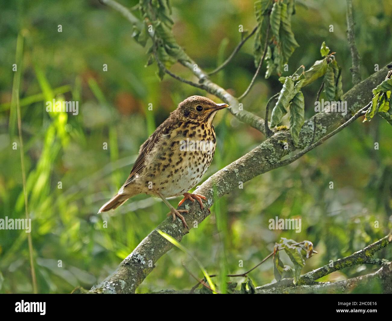 Der junge Song Thrush (Turdus philomelos) thront auf einem Zweig im Wald North Yorkshire, England, Großbritannien Stockfoto