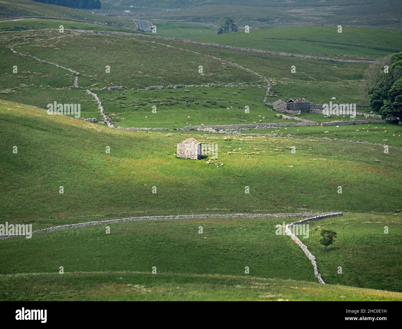 Yorkshire Dales Landschaft mit Netzwerk von Trockenmauern umgeben zentrale sonnendurchflutete Steinfeldscheune in Upland Landschaft - North Yorkshire, England, UK Stockfoto