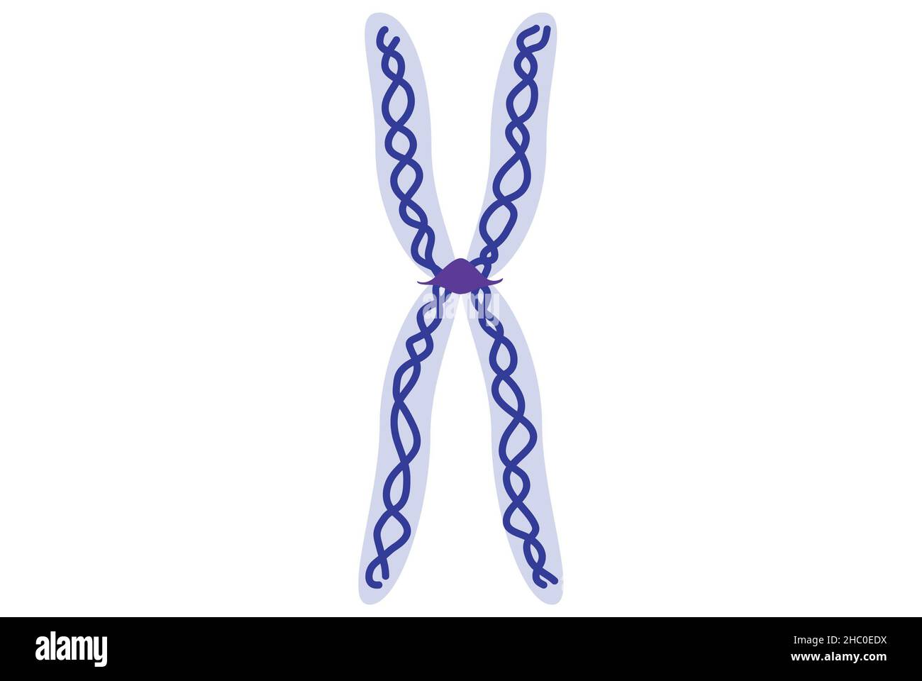 Chromosom, Chromatid- und dnk-Molekül, Grundstruktur Stockfoto