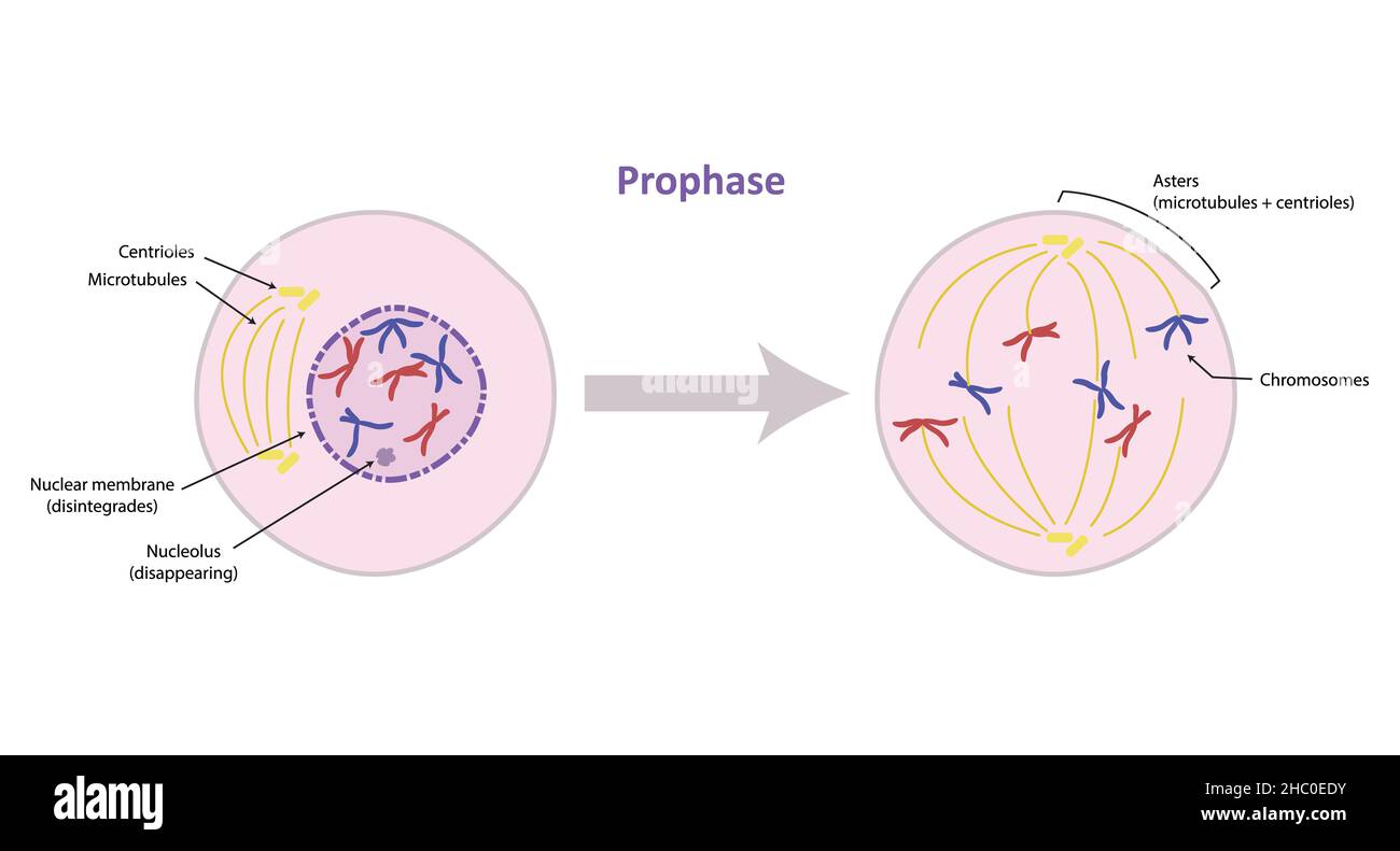 Prophase der Mitose, somatische (nicht-reproduktive) Zellteilung Stockfoto