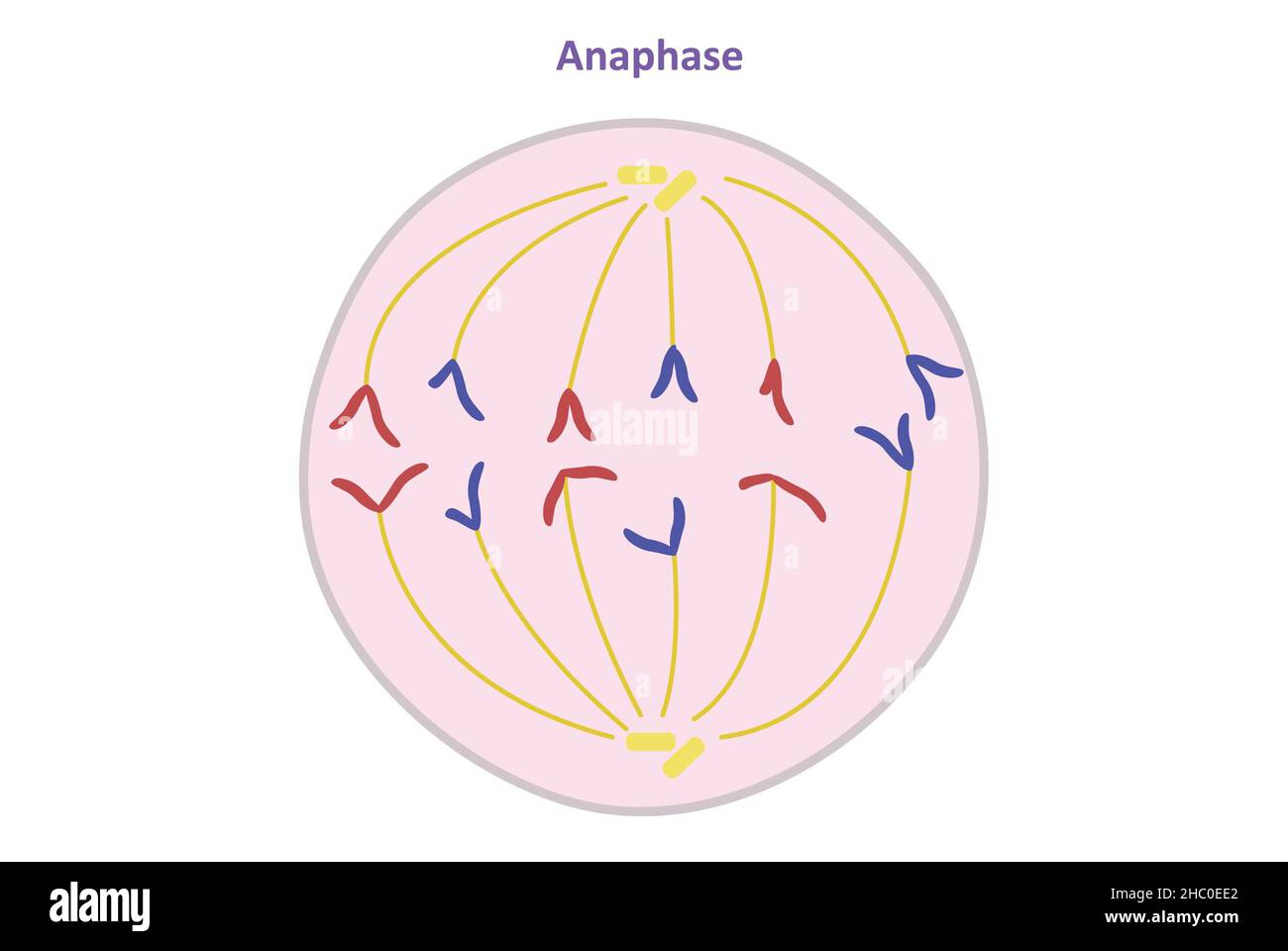 Anaphase, somatische (nicht-reproduktive) Zellteilung, Miose Stockfoto
