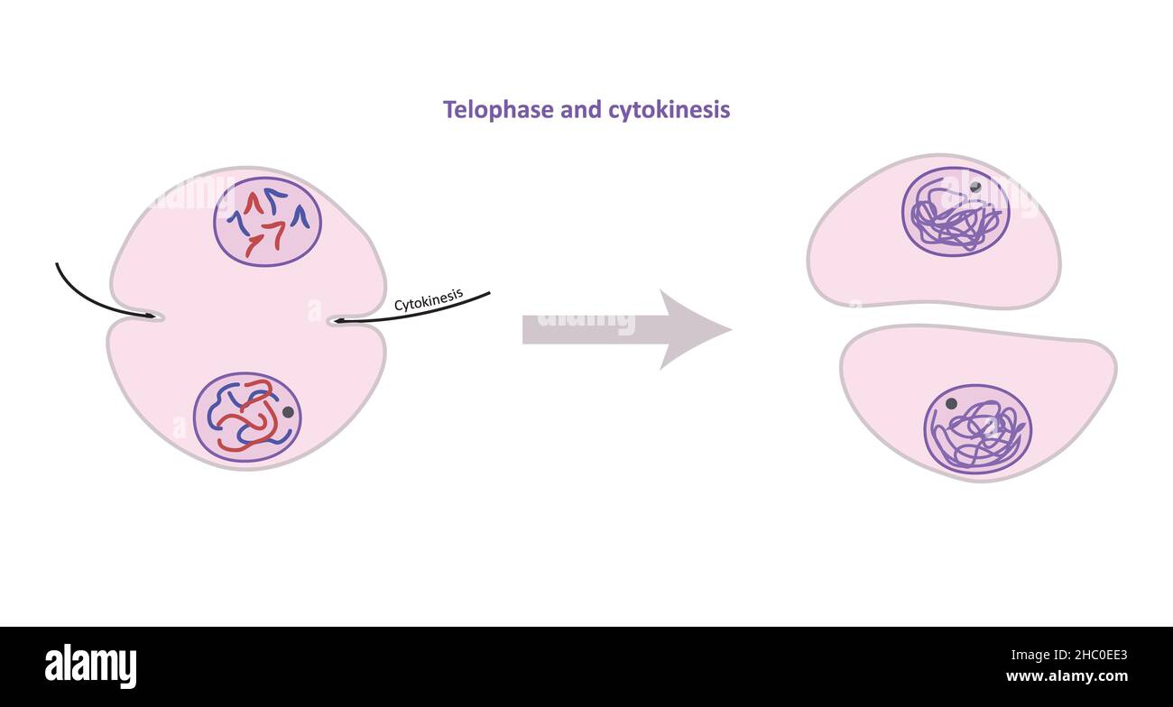 Telophase und Zytokinese, somatische (nicht-reproduktive) Zellteilung, Miose Stockfoto