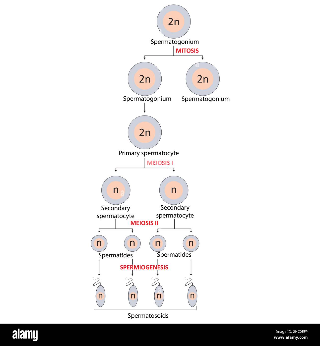 Spermatogenese, mitotische und meiotische Zellteilung Stockfoto
