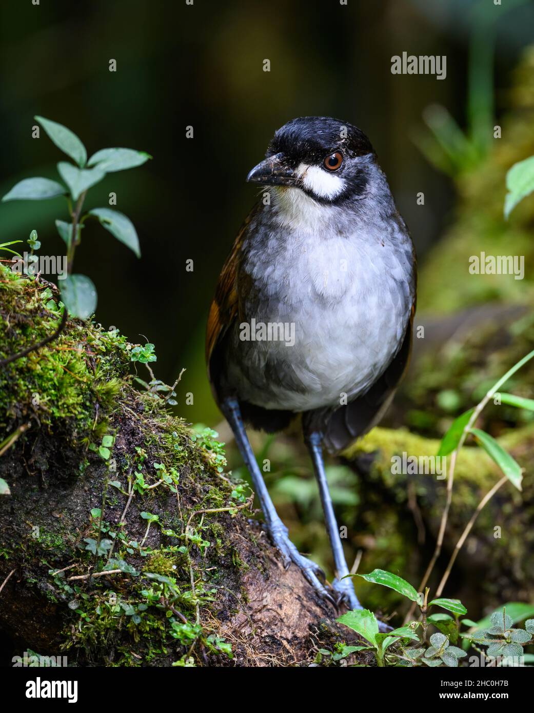 Das stark gefährdete Jocotoco Antpitta (Grallaria ridgelyi) ist das Symbol des Artenschutzes in Ecuador. Zamora-Chinchipe, Ecuador. Stockfoto