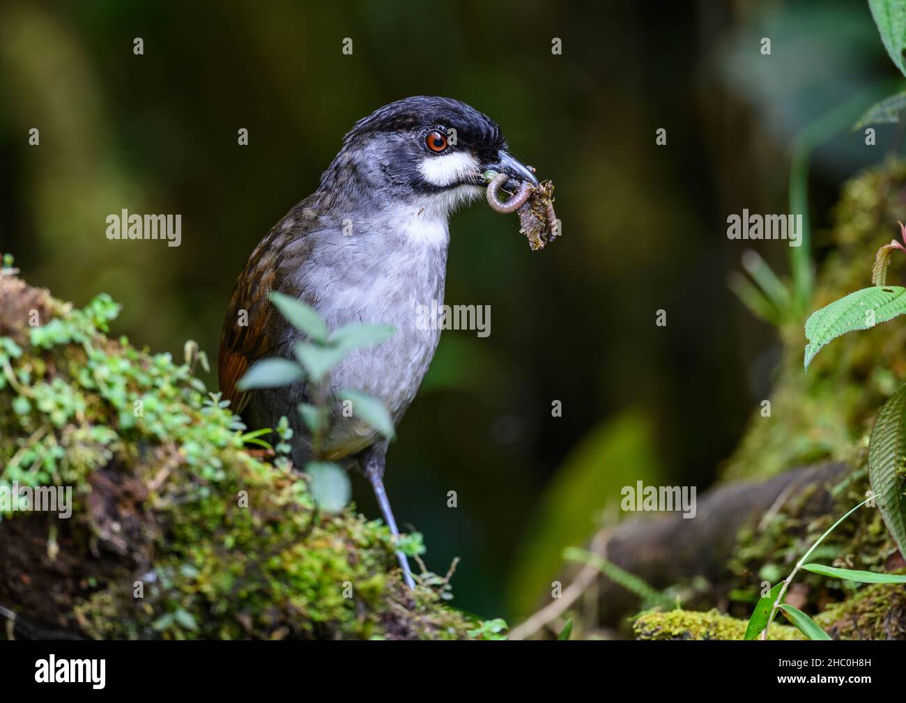 Stark gefährdeter Jocotoco Antpitta (Grallaria ridgelyi), der im Wald nach Würmern sucht. Zamora-Chinchipe, Ecuador. Stockfoto