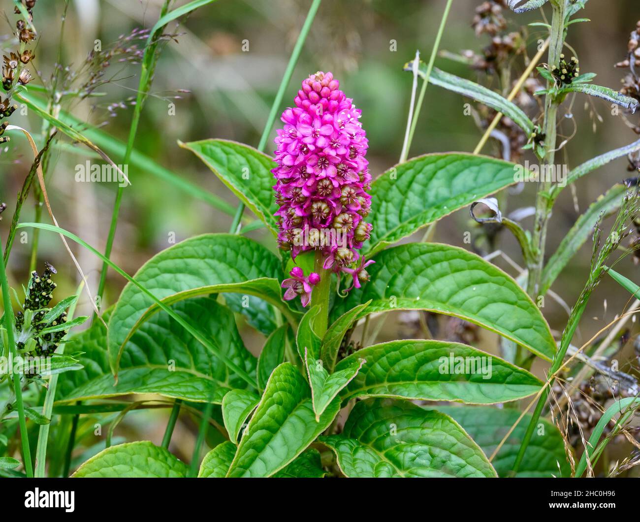 Blüten von wilden Anden-Pokeweed (Phettolacca bogotensis). Ecuador, Südamerika. Stockfoto